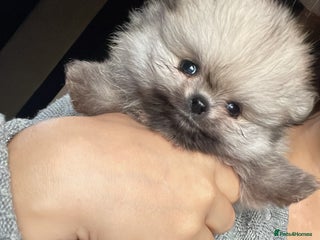 Pomeranian dogs RARE CHAMPION KENNEL CLUB Reg Pomeranian puppy Pup - Advert 5