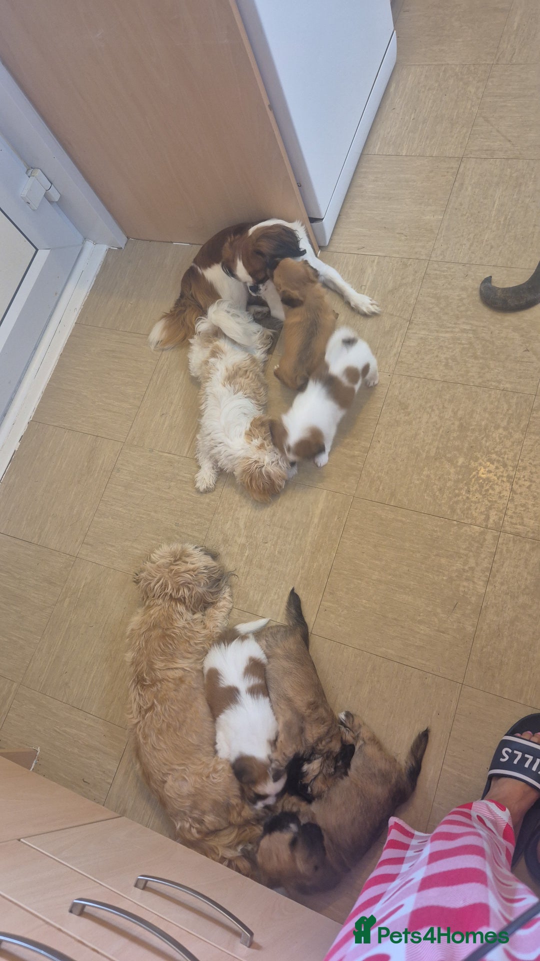 Mixed Breed dogs for sale: Cavachon's  - Image 11