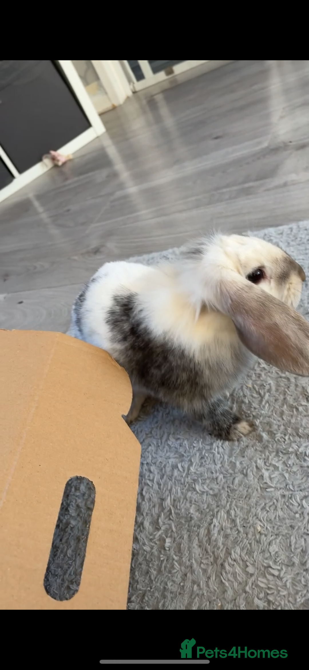 Lionhead rabbits for sale: Bonnie the rabbit  - Image 3