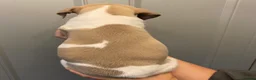 Whippet dogs for sale: KC reg whippets  - Advert 29
