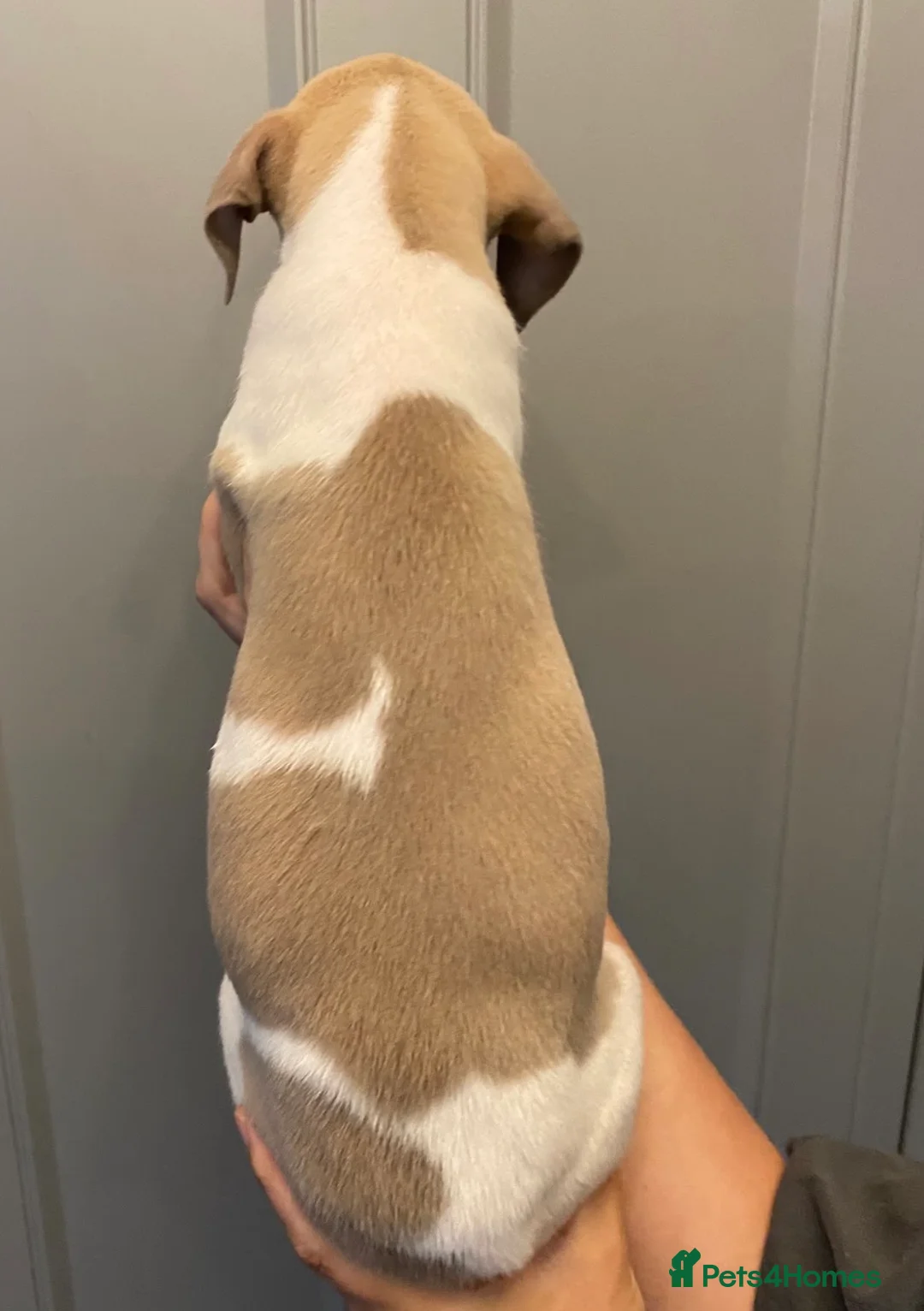 Whippet dogs for sale: KC reg whippets  - Advert 29