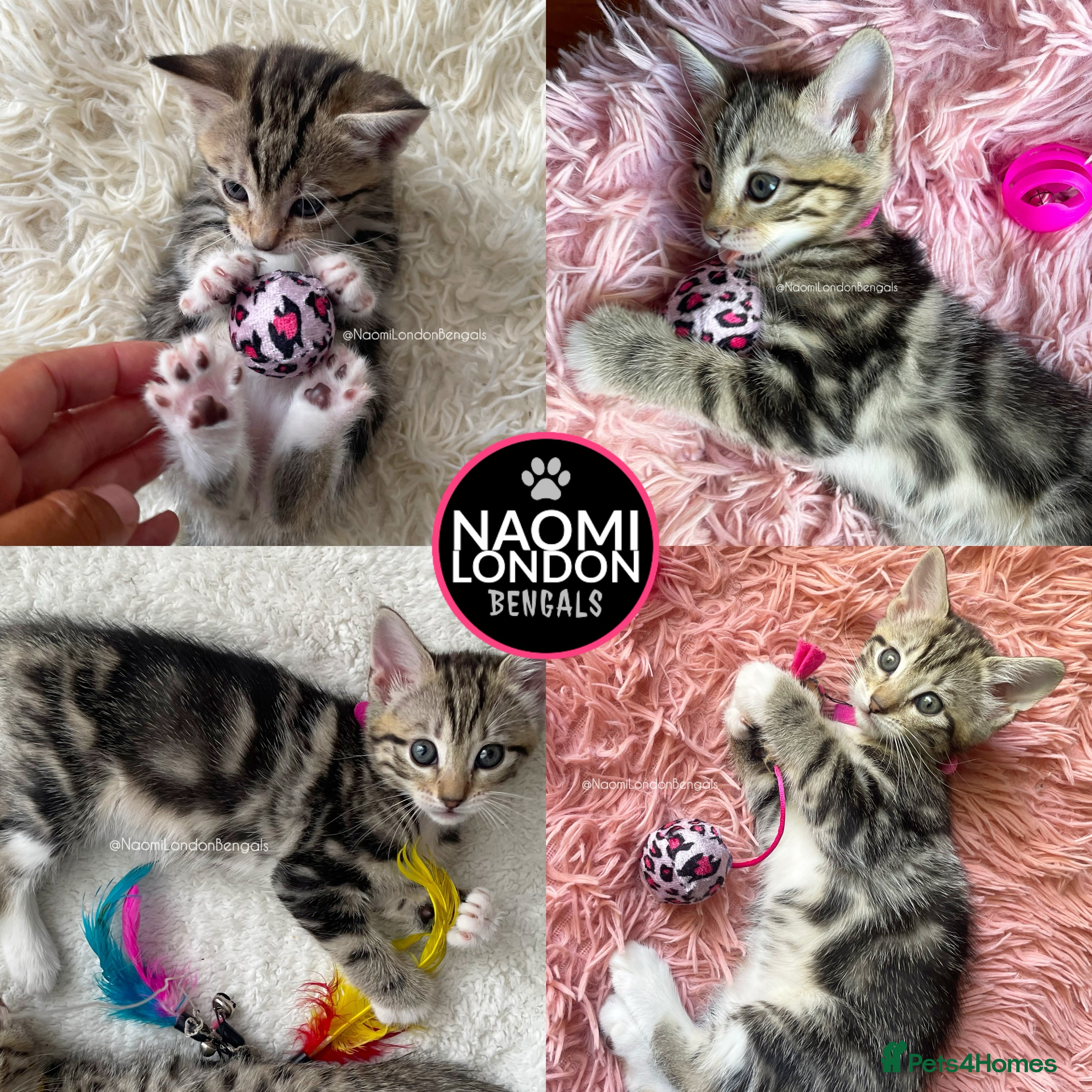 Bengal cats 🌈 BENGAL KITTENS 🌈 ⭐️⭐️⭐️⭐️⭐️ - Advert 2