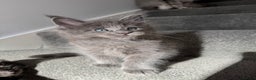Maine Coon cats for sale: Pedigree Maine Coon Kittens – Blues & Smokes - Advert 4