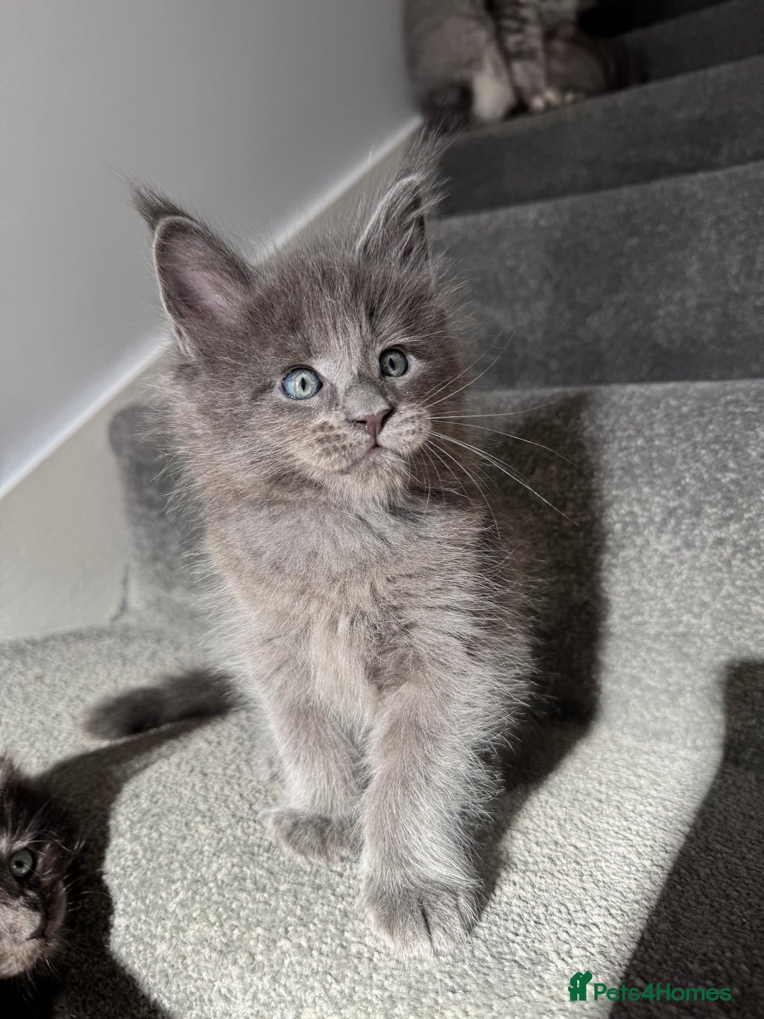 Maine Coon cats for sale: Pedigree Maine Coon Kittens – Blues & Smokes - Advert 4