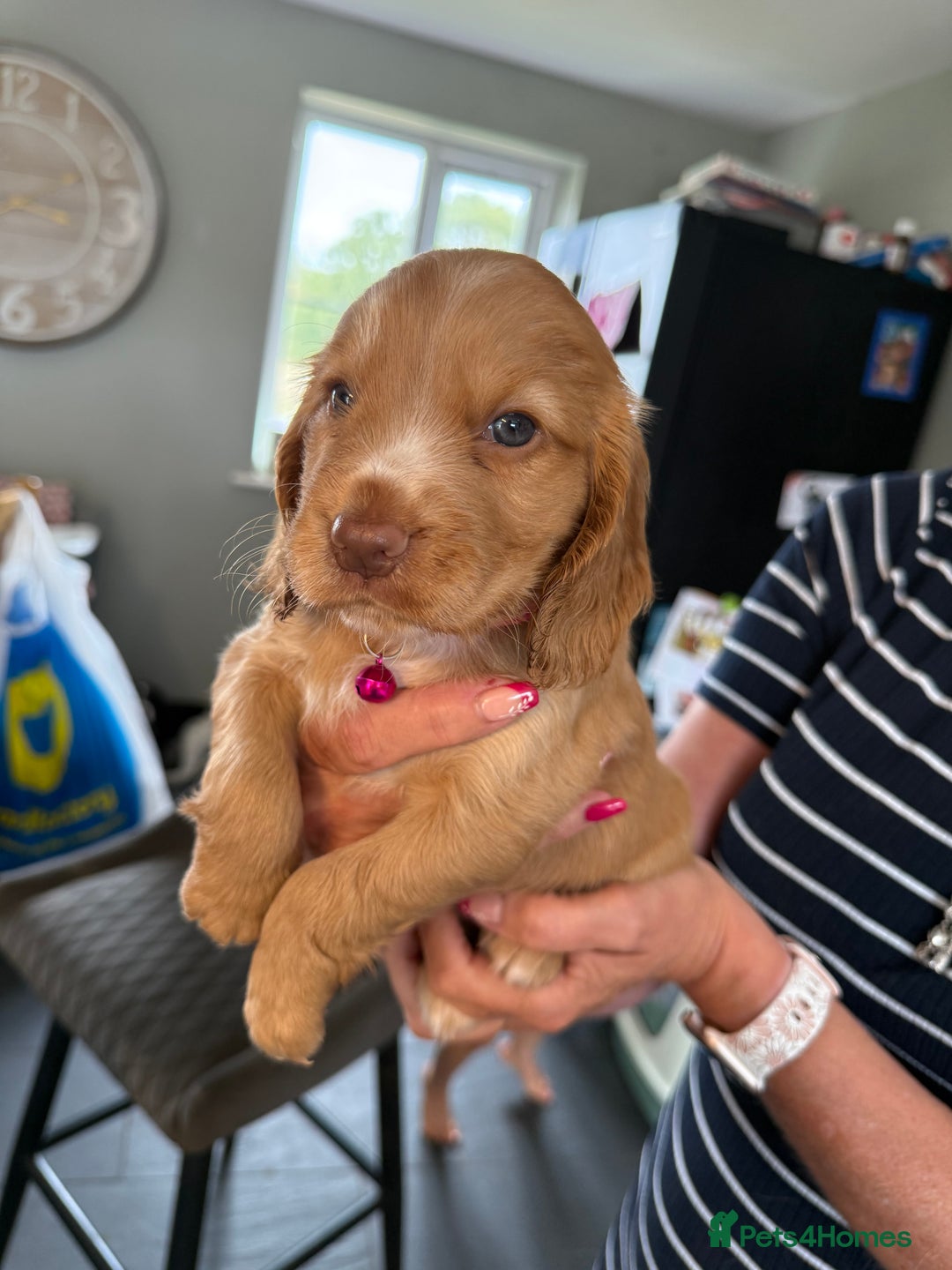Cocker Spaniel dogs for sale: Cocker spaniel puppies for sale  - Image 8
