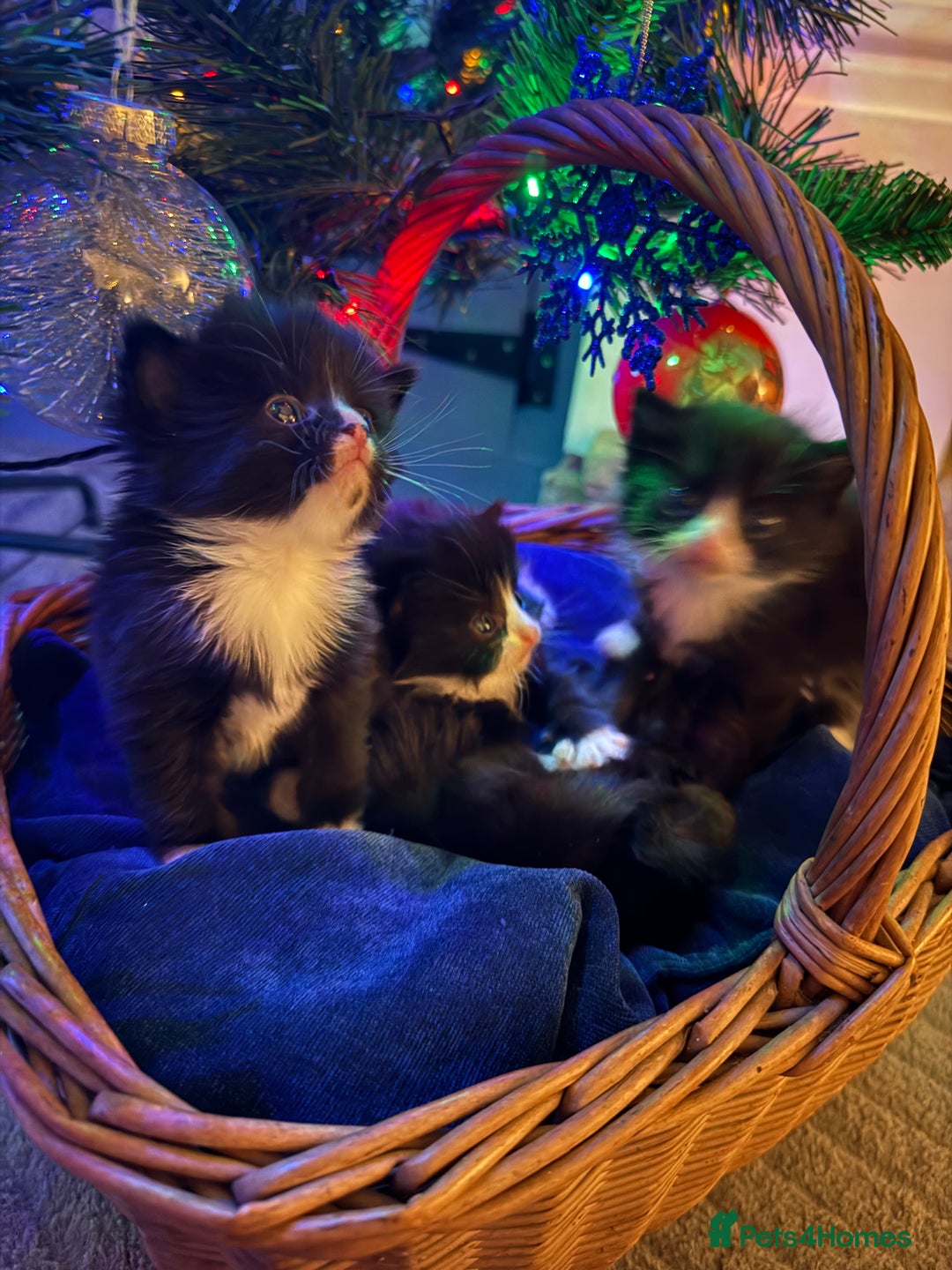 British Longhair cats for sale: 5 Beautiful Kittens  - Advert 4