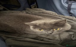 British Shorthair cats for sale: Bsh female for sale - Image 2