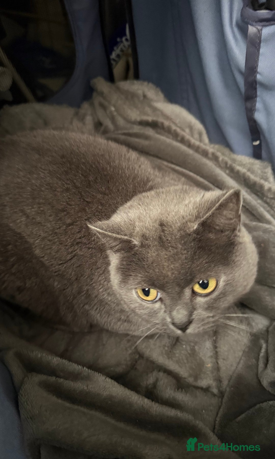 British Shorthair cats for sale: Bsh female for sale - Image 2