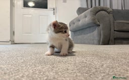 Mixed Breed cats for sale: Kittens for sale  - Image 2