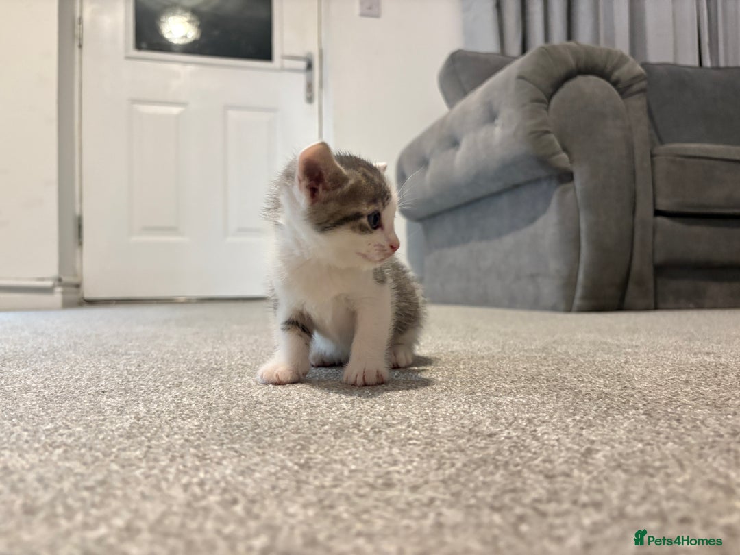 Mixed Breed cats for sale: Kittens for sale  - Image 2