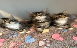 Siberian cats for sale: Full stunning siberian kittens for sale - Image 7