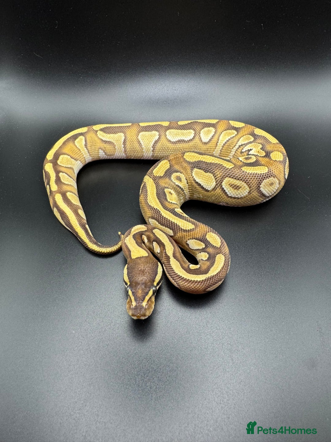 Python Snake reptiles for sale: Female Orange Dream Yellow Belly Mojave Het Clown - Advert 2
