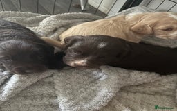 Cocker Spaniel dogs for sale: KC FTCH working cocker spaniel puppy’s  - Image 21