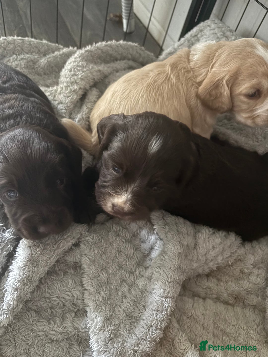 Cocker Spaniel dogs for sale: KC FTCH working cocker spaniel puppy’s  - Image 21