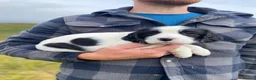 English Springer Spaniel dogs for sale: Springer Spaniel Puppies – 3 Girls Available - Advert 19