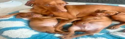 Hungarian Vizsla dogs for sale: Hungarian Vizsla puppies. - Advert 1