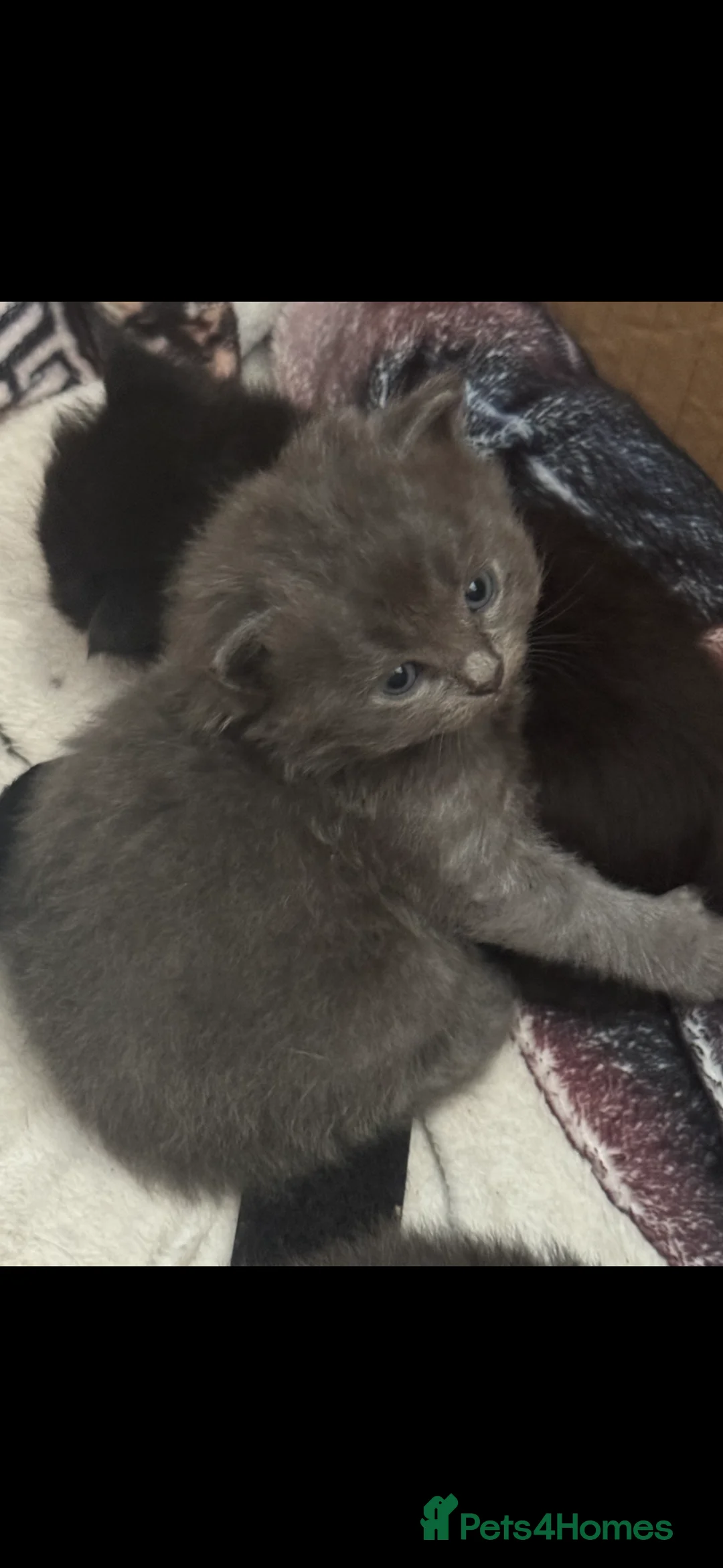 Persian cats for sale: Ragdol x Persian  - Advert 10