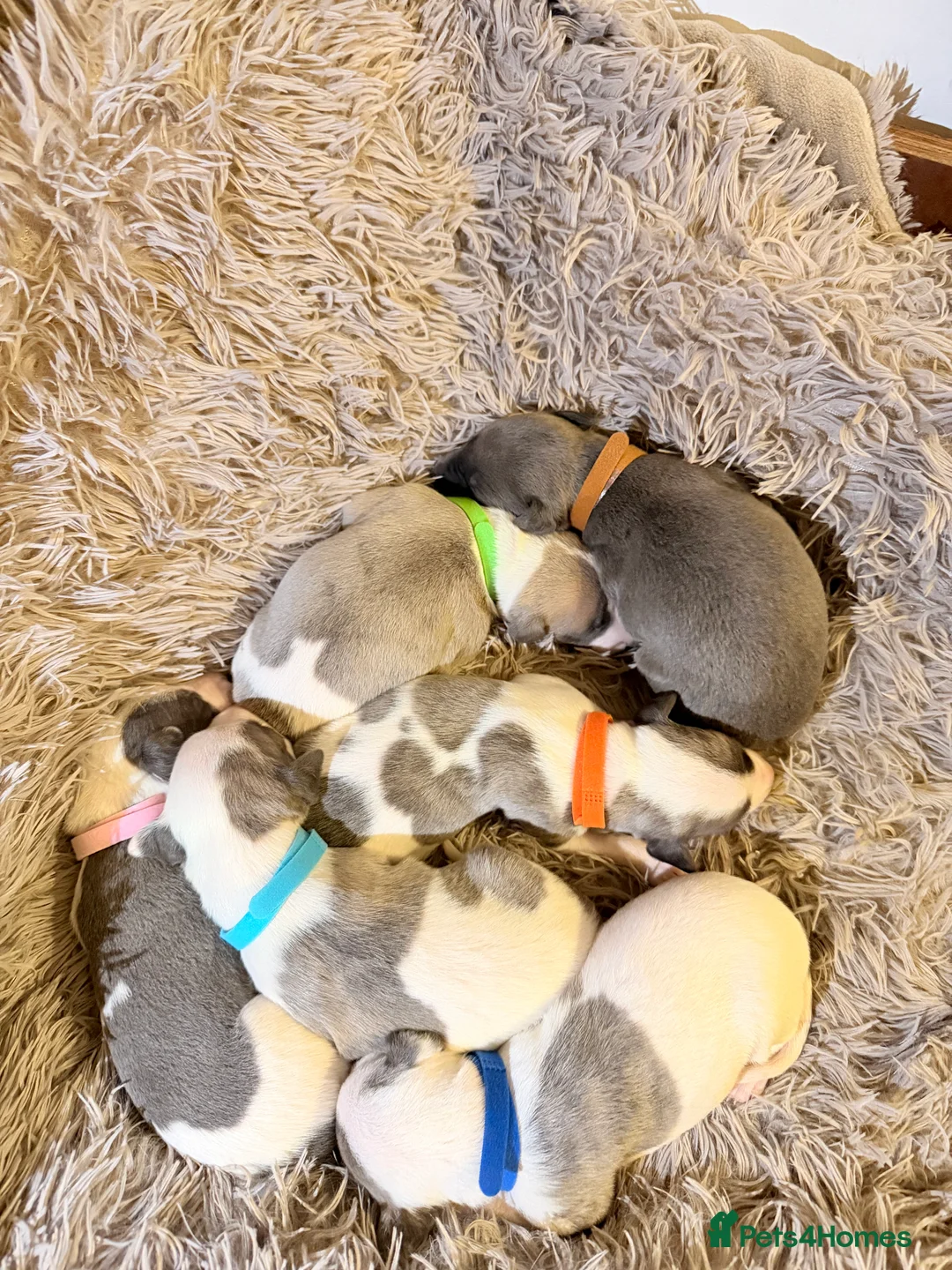 Whippet dogs for sale: Beautiful litter of pedigree whippets  - Advert 8