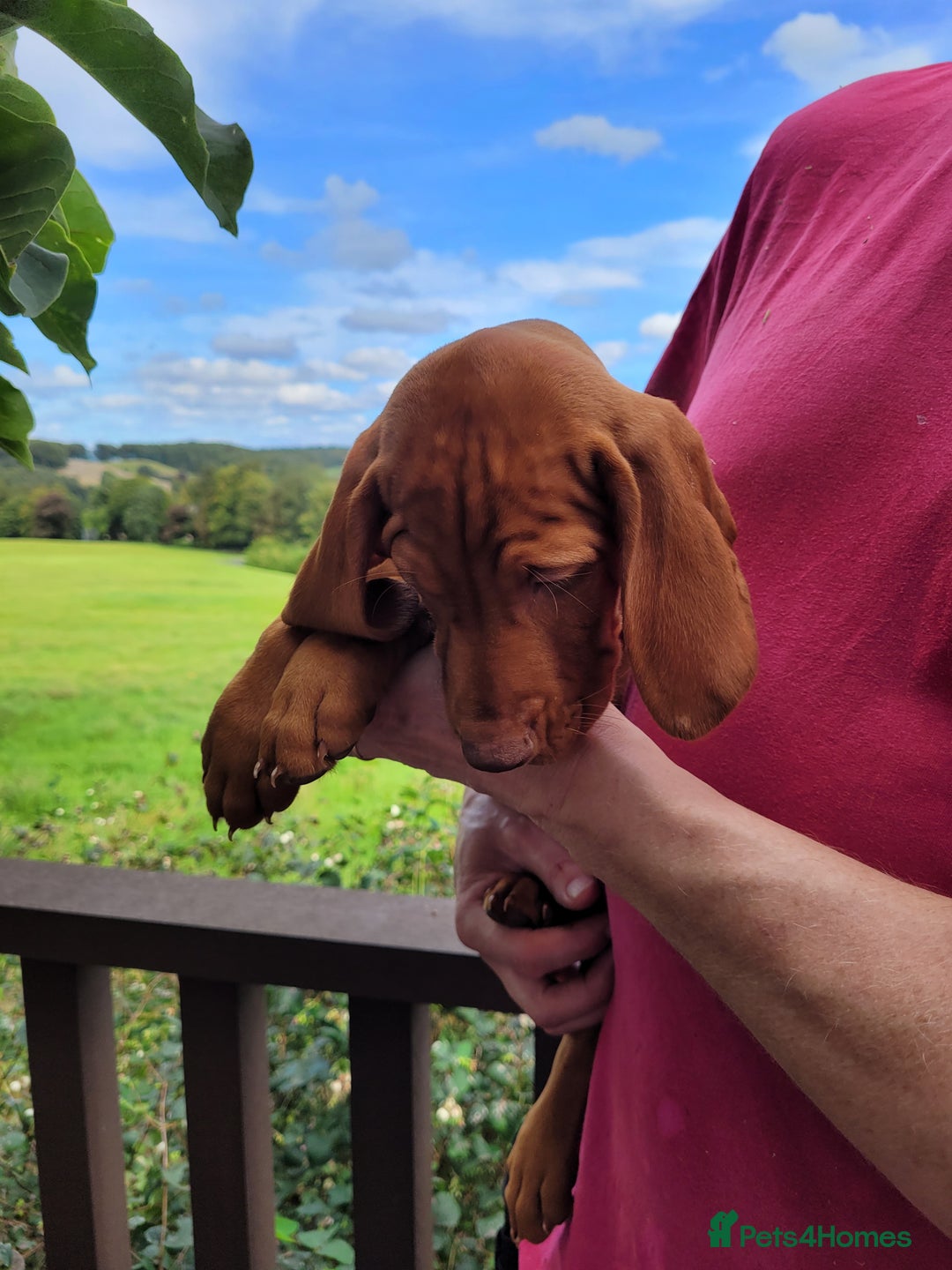 Hungarian Vizsla dogs for sale: Exceptional Vizsla Puppies - 5* Licenced Breeder  - Image 13