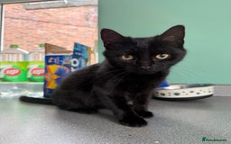 British Shorthair cats for sale: Loki for forever home - Image 1