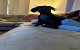 Mixed Breed dogs for sale: Spaniel cross - Image 3