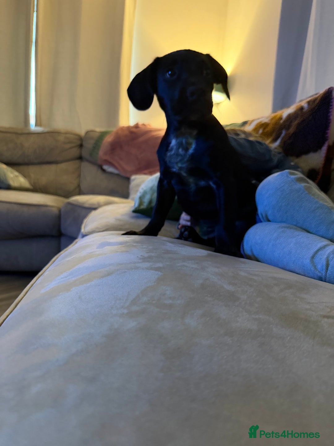 Mixed Breed dogs for sale: Spaniel cross - Image 3