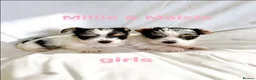 Mixed Breed dogs for sale: Litter of 6 Jack Russell x Chihuahua Puppies  - Advert 1