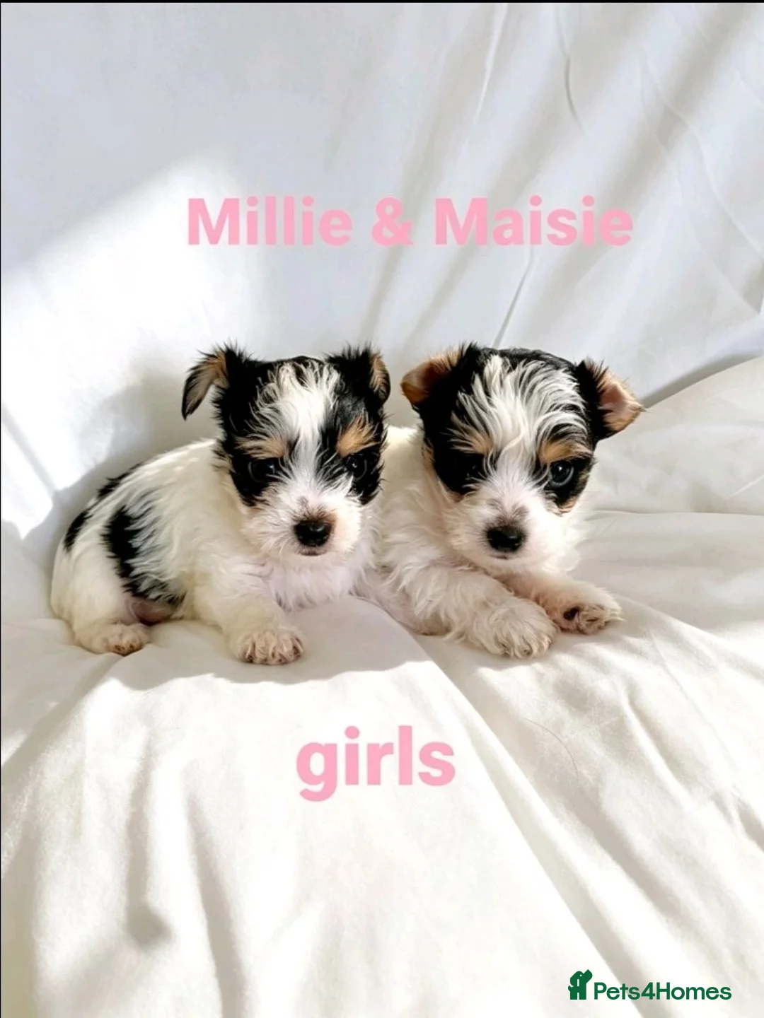 Mixed Breed dogs for sale: Litter of 6 Jack Russell x Chihuahua Puppies  - Advert 1