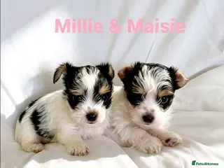 Mixed Breed dogs 11 Jack Russell x Chihuahua Puppies – 2 Litters - Advert 15