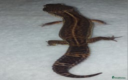 Leopard Gecko reptiles for sale: Three stunning leopard geckos for sale in Hinckley - Image 3