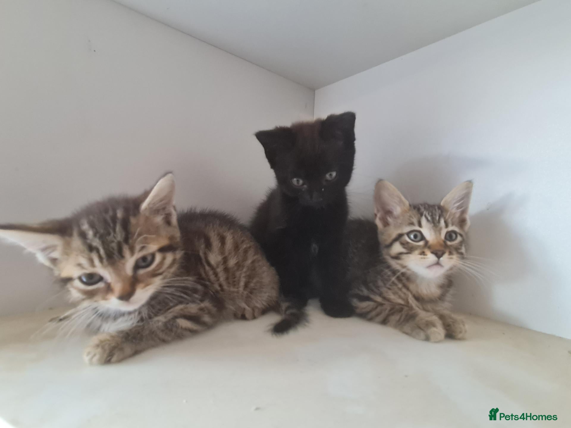 Mixed Breed cats Kittens for sale  - Advert 2
