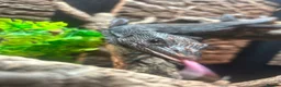 Monitor reptiles for sale: Male Varanus Baccarii (Black Tree Monitor) - Advert 4
