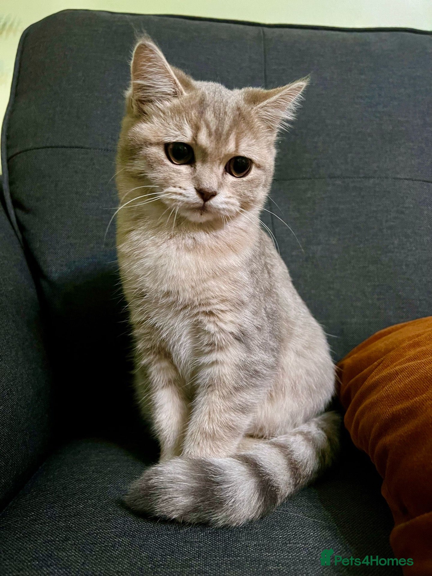 Scottish Fold cats Scotish fold cross Scottish straight adorable🥰 😻 - Advert 2