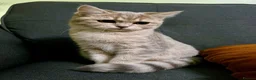 Scottish Fold cats for sale: Scotish fold cross Scottish straight adorable🥰 😻 - Advert 2