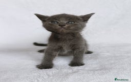 Ragdoll cats for sale: Gorgeous Rare Ragdoll Kittens  - Image 10