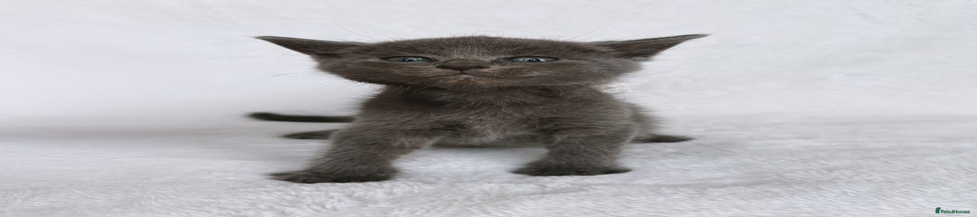 Ragdoll Kitten 4