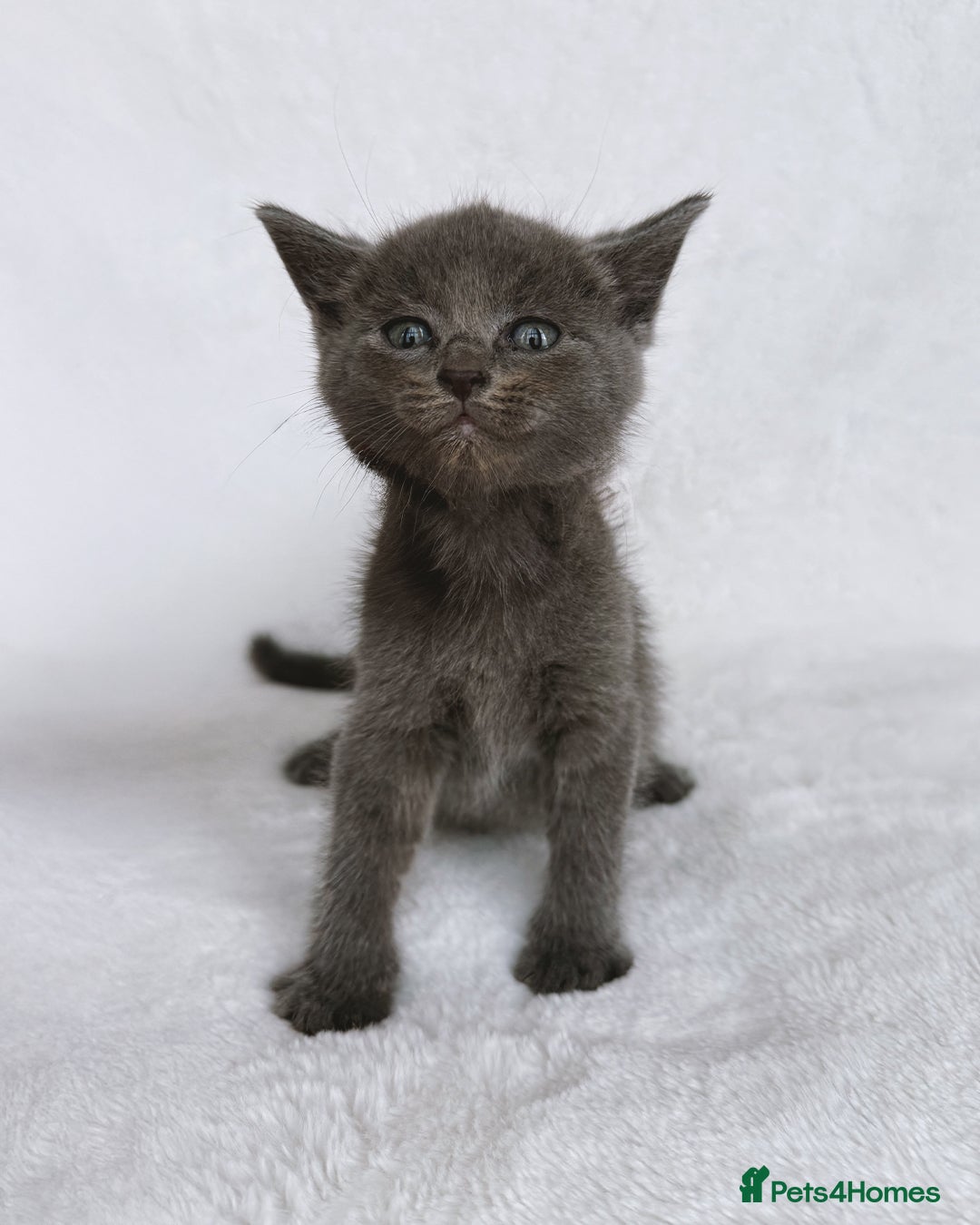 Ragdoll cats for sale: Gorgeous Rare Ragdoll Kittens  - Image 10