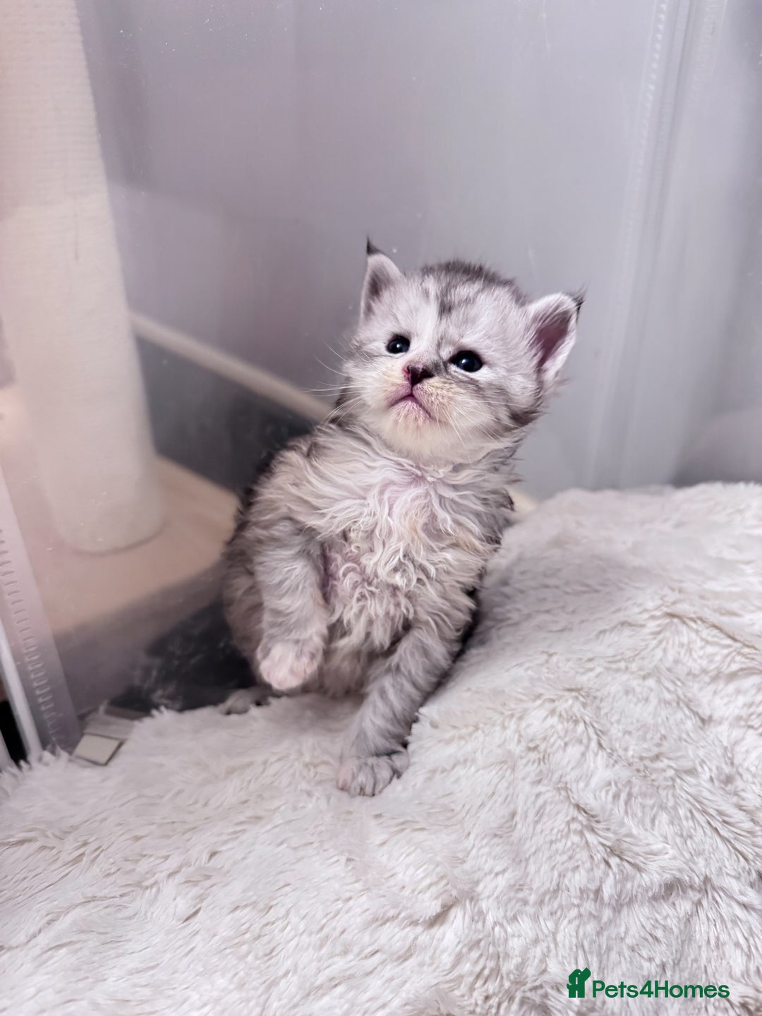 Maine Coon cats for sale: 🌟🌟Beautiful  Maine Coon kittens 🌟🌟🌟 - Advert 14