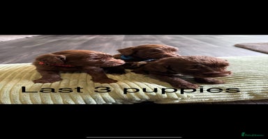 Cockapoo dogs - Advert 4