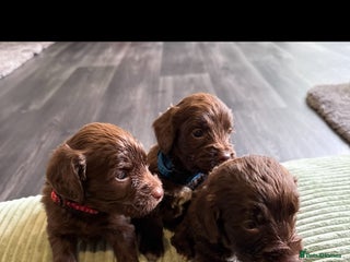 Cockapoo dogs - Advert 36