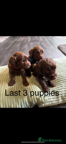 Cockapoo dogs - Advert 35