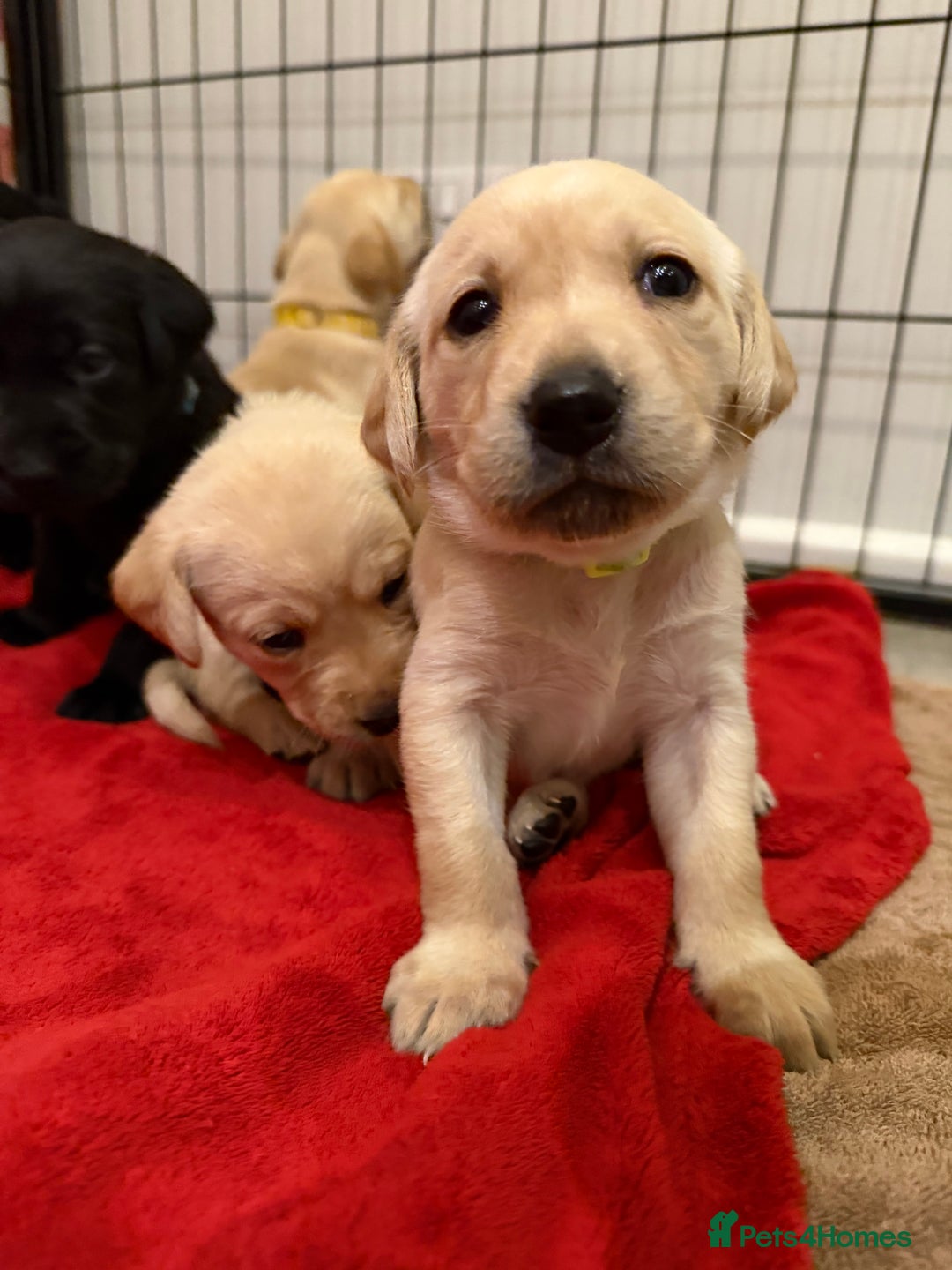 Labrador Retriever dogs for sale: Only 2 golden girls left! Ready for forever homes! - Advert 27