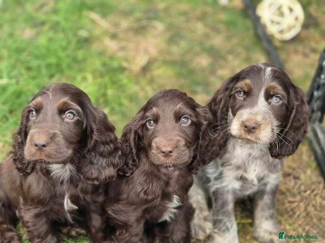 Cocker Spaniel dogs for sale: Cocker spaniel  in Yeovil - Advert 2