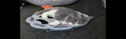 Maine Coon cats for sale: Xxl Maine coon kittens - Advert 1