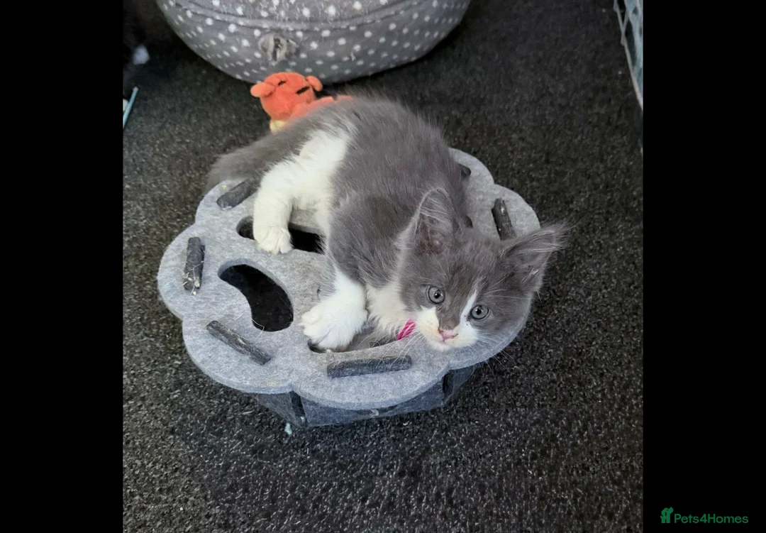 Maine Coon cats for sale: Xxl Maine coon kittens - Advert 1