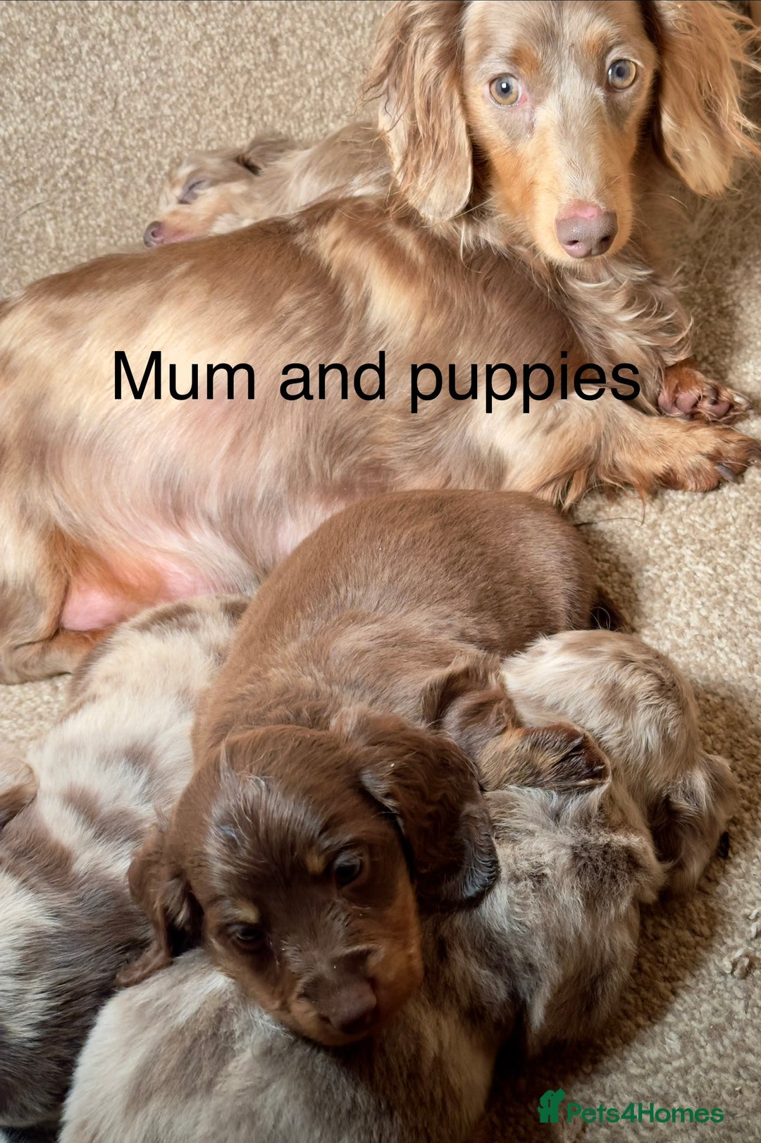 Miniature Dachshund dogs for sale: Dachshund miniature long hair - Advert 3