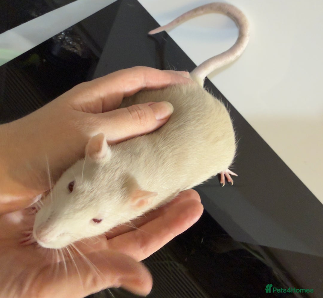 Rat rodents for sale: 2 x young and loving rats + cage + water bottle  - Image 2