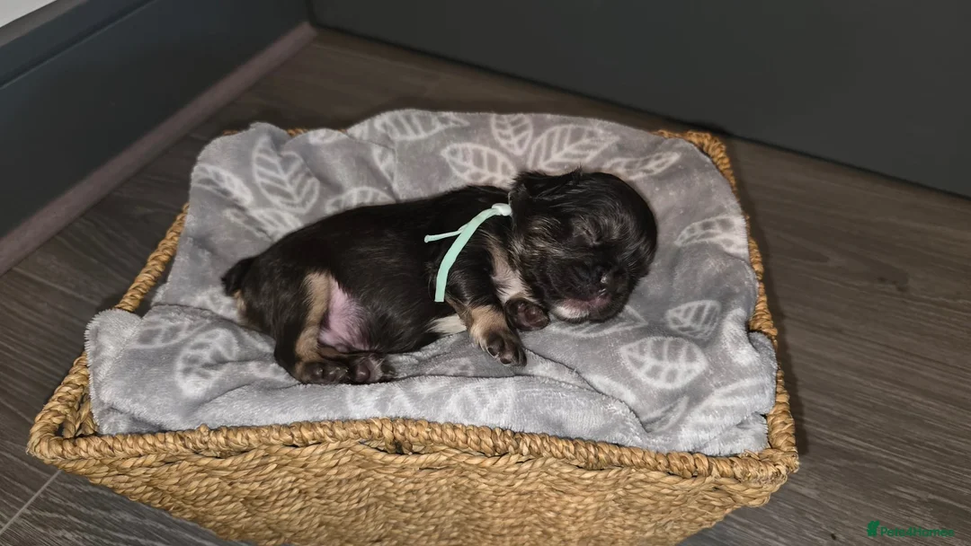 French Bulldog dogs for sale: Fluffy frenchie puppies - Advert 29