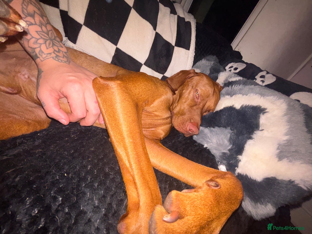 Hungarian Vizsla dogs for sale: Cooper  - Image 1