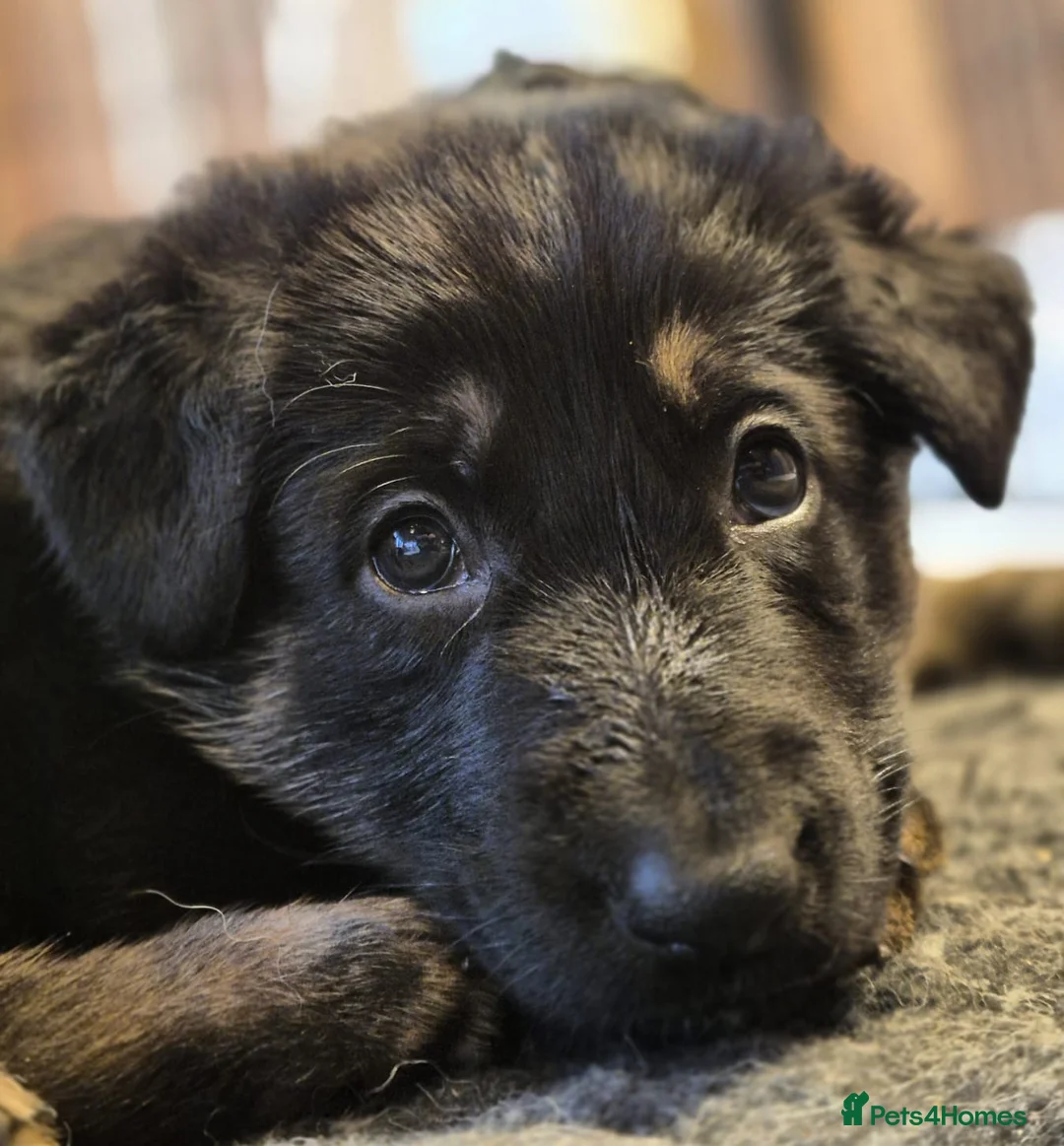 German Shepherd dogs for sale: Outstanding German Shepherd Puppies - Advert 12